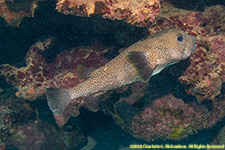 porcupinefish